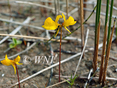 Horned Bladderwort (Utricularia cornuta)